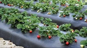 mulching sheet 25 micron - Gallery Image